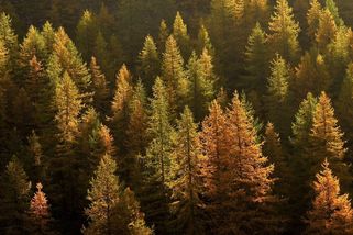 Otec ve Francii chtěl nechat šestiletého syna za trest v lese. Hoch se chytil dveří auta, které jej vleklo sto metrů - Novinky